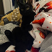 Squeak is registered to the contest to win money with this photo: animal, black_cat, blanket, cat, clothing, comfort, cozy, curious, feline, furniture, home, indoor, living_room, pet, relaxing, remote_control, resting, soft_toys, warm_lighting, yellow_eyes