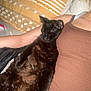 Squeak is registered to the contest to win money with this photo: animal, arm, bed, black_cat, brown_tank_top, cat, claw, companion, cozy, cute, feline, fur, indoor, person, pet, pillow, relaxing, resting, sleeping_cat, whiskers