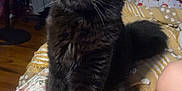 Squeak is registered to the contest to win money with this photo: animal, bed, black_cat, blanket, cat, cozy, curious, cute, domestic_cat, feline, fur, furniture, home, indoor, living_room, pet, sitting, soft_light, television, yellow_eyes