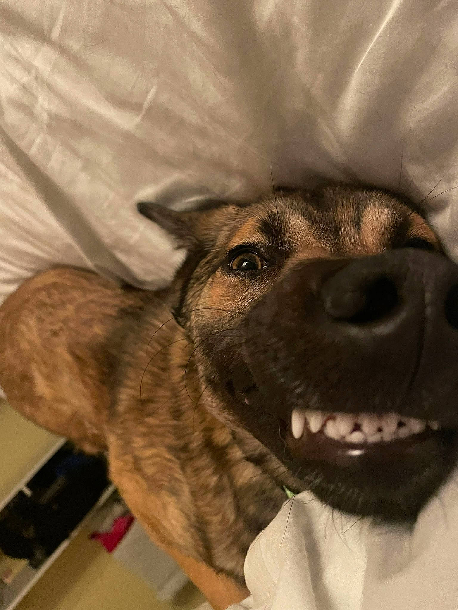 Georgia joined the competition — help win amazing prizes! canidae, carnivore, collar, companion_dog, dog, dog_breed, dog_collar, ear, eye, fawn, fur, jaw, leash, paw, pet_supply, snout, sporting_group, whiskers, working_animal, working_dog