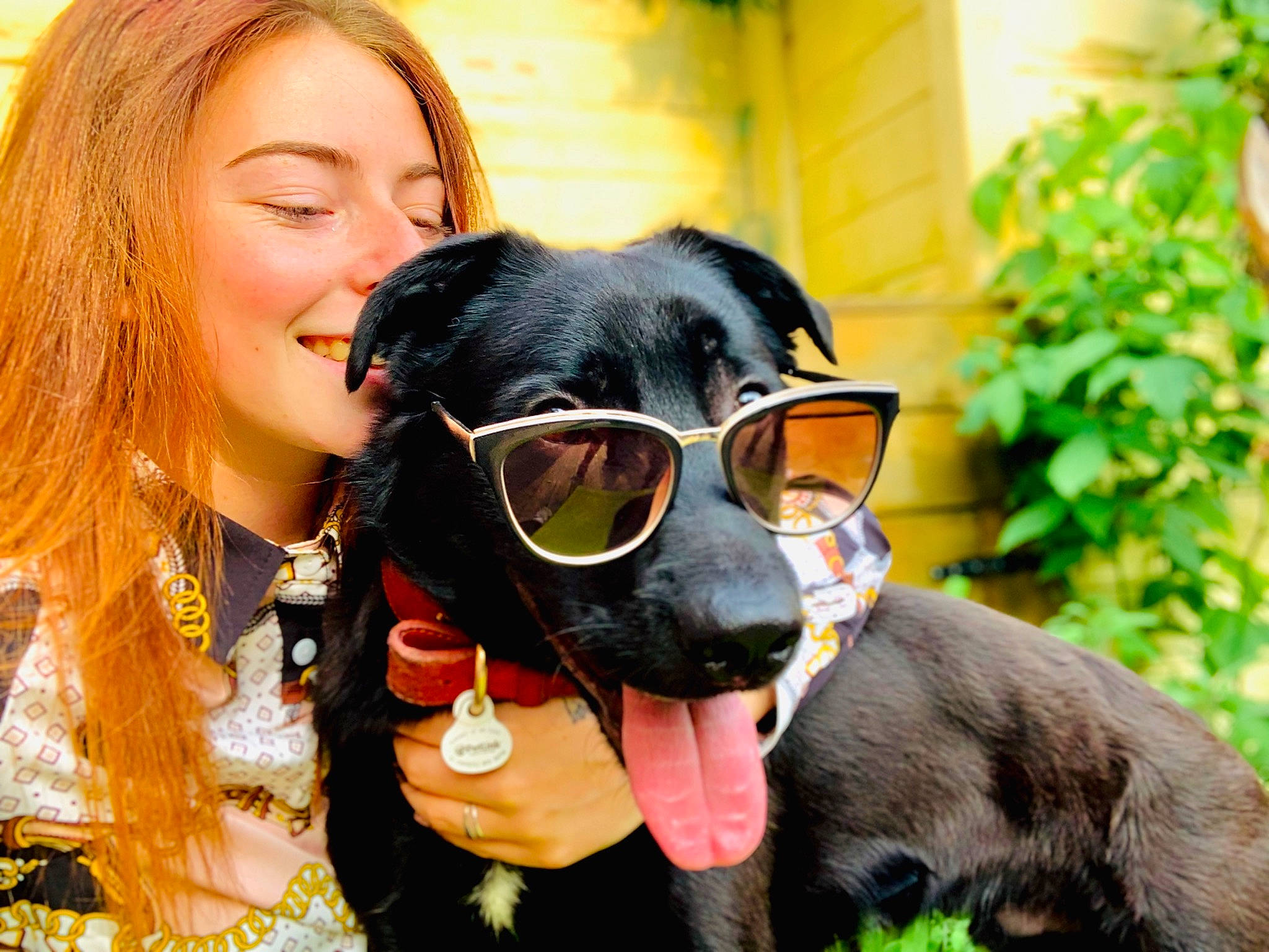 Simba participe au concours pour gagner de l'argent avec cette photo : carnivore, collar, companion_dog, dog, dog_breed, ear, eyewear, fawn, fun, goggles, happy, mammal, personal_protective_equipment, plant, smile, snout, sunglasses, vertebrate, vision_care, working_animal