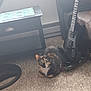 Calley joined the competition — help win amazing prizes! animal, black, brown, calico_cat, carpet, cat, cozy, curious, electric_guitar, floor, furniture, home, indoor, living_room, musical_instrument, orange, pet, sitting, table, white