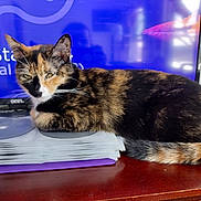 Calley joined the competition — help win amazing prizes! animal, blue_background, calico_cat, cat, cd_cases, close_up, domestic_cat, ears, feline, fur, indoor, pet, relaxed, resting, side_view, stack, tail, tv_screen, whiskers, wooden_surface