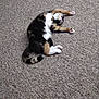 Calley is registered to the contest to win money with this photo: animal, calico_cat, carpet, cat, cozy, cute, domestic_animal, feline, fur, indoor, laying_down, paw, pet, relaxation, resting, sleeping, soft, stretching, tail, whiskers