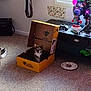 amplifier, cardboard_box, carpet, cat, christmas_tree, curious, decorations, electronics, feline, floor, guitar, holiday, indoor, lighting, ornaments, pet, plate, room, table, window