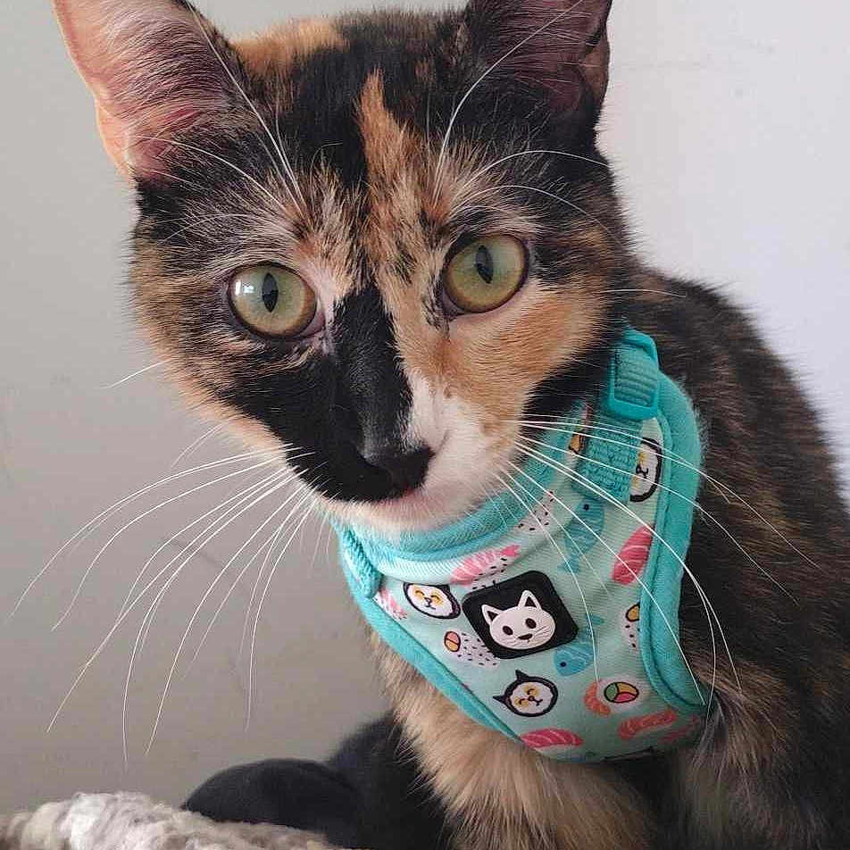 Calley is registered to the contest to win money with this photo: abyssinian, accessories, animal, bandana, canine, cat, collar, dog, face, head, headband, husky, kitten, person, pet, photography, plush, portrait, strap, toy