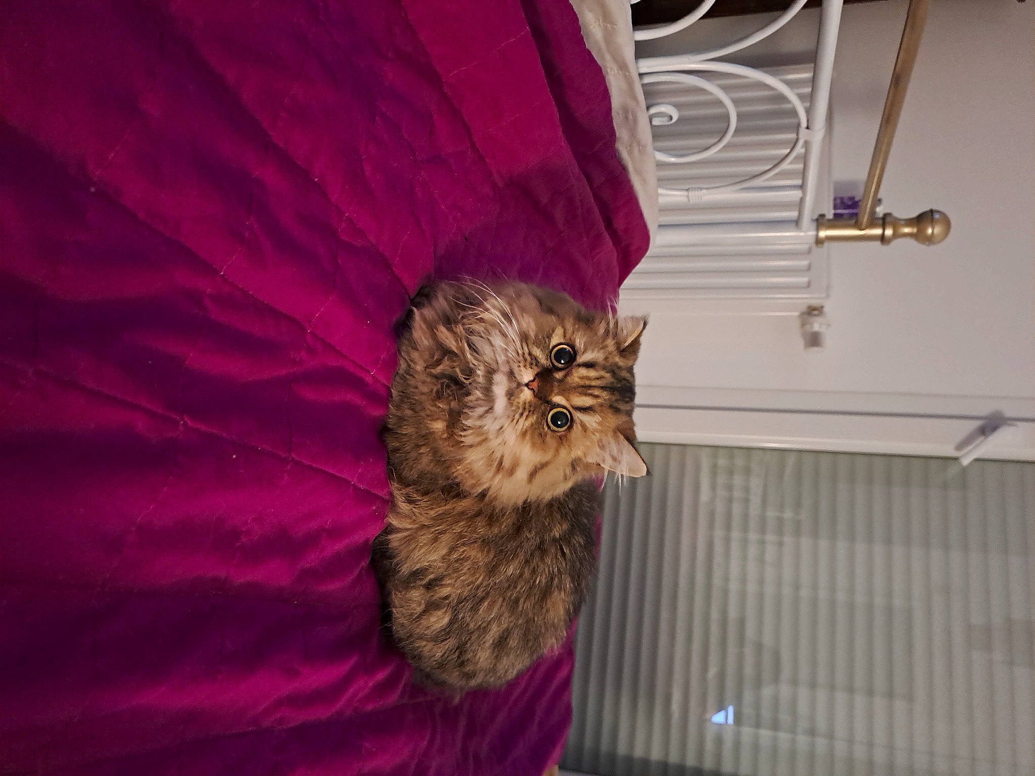 Tyna participe au concours pour gagner de l'argent avec cette photo : carnivore, cat, ceiling, claw, comfort, domestic_short_haired_cat, feather, felidae, flooring, fur, magenta, petal, room, small_to_medium_sized_cats, tail, whiskers, window, wood