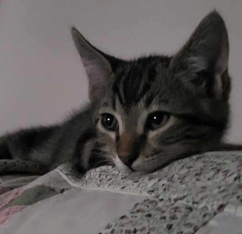 Aslan a rejoint le concours — aidez-le/la à gagner de superbes lots ! cat, kitten, tabby_cat, pet, feline, close_up, lying_down, bed, blanket, quilt, fur, whiskers, ears, eyes, indoor, cozy, portrait, nap, relaxed, domestic_animal