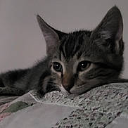 Asla a rejoint le concours — aidez-le/la à gagner de superbes lots ! animal, cat, closeup, cozy, cute, domestic, ears, fabric, face, fur, home, indoor, kitten, pet, quilt, resting, sleepy, soft, tabby, whiskers