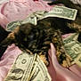 Noozhe joined the competition — help win amazing prizes! cat, money, dollar_bills, pink_blanket, blurred, indoor, pet, animal, paw, fur, relaxing, currency, sleeping, domestic_cat, closeup, messy, cozy, bed, cash, feline
