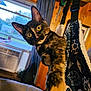 Noozhe is registered to the contest to win money with this photo: cat, tortoiseshell, indoor, curious, yellow_eyes, paw, wooden_wall, window, curtain, hammock, fabric, air_conditioner, home, pet, animal, close_up, feline, looking, reaching, cozy