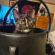 Noozhe is registered to the contest to win money with this photo: kitten, cat, tortoiseshell, leather_bag, indoor, curious, pet, animal, wide_eyes, black, feline, cute, domestic_cat, fur, ears, close_up, face, home, furniture, colorful