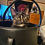animal, black, cat, close_up, colorful, curious, cute, domestic_cat, ears, face, feline, fur, furniture, home, indoor, kitten, leather_bag, pet, tortoiseshell, wide_eyes