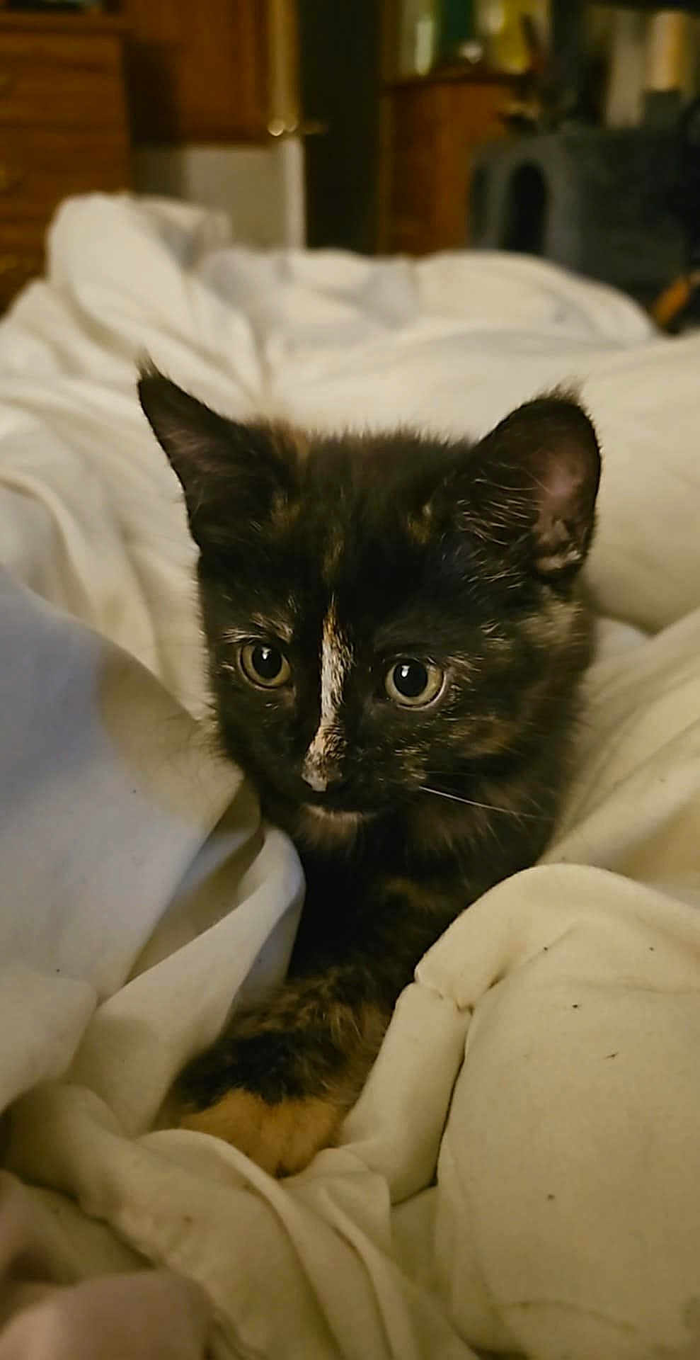 Noozhe joined the competition — help win amazing prizes! kitten, cat, tortoiseshell, pet, animal, fur, ears, eyes, blanket, bed, cozy, indoor, cute, small, mammal, whiskers, resting, comfort, soft, young