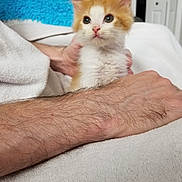 Creampuff joined the competition — help win amazing prizes! kitten, cat, orange_and_white, furry, pet, animal, cute, young, small, indoor, blanket, human_hand, blue_pillow, cozy, soft_texture, curious, eyes, ears, face, fur