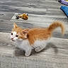 kitten, cat, orange_cat, white_cat, pet, animal, floor, toy, playful, curious, indoor, feline, small, young, fur, tail, whiskers, ears, domestic_cat, cute