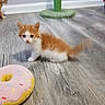 kitten, cat, orange_cat, toy, donut_toy, floor, wooden_floor, scratching_post, indoor, pet, animal, feline, playful, cute, young, blurred, domestic_cat, two_cats, background, furniture