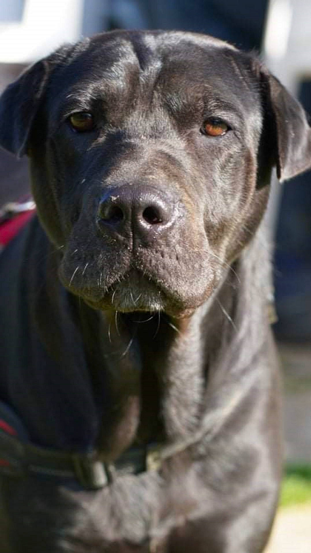 Lina participe au concours pour gagner de l'argent avec cette photo : animal, boxer, bulldog, canine, dog, greatdane, hound, labradorretriever, pet, pitbull, pointer, puppy, snout