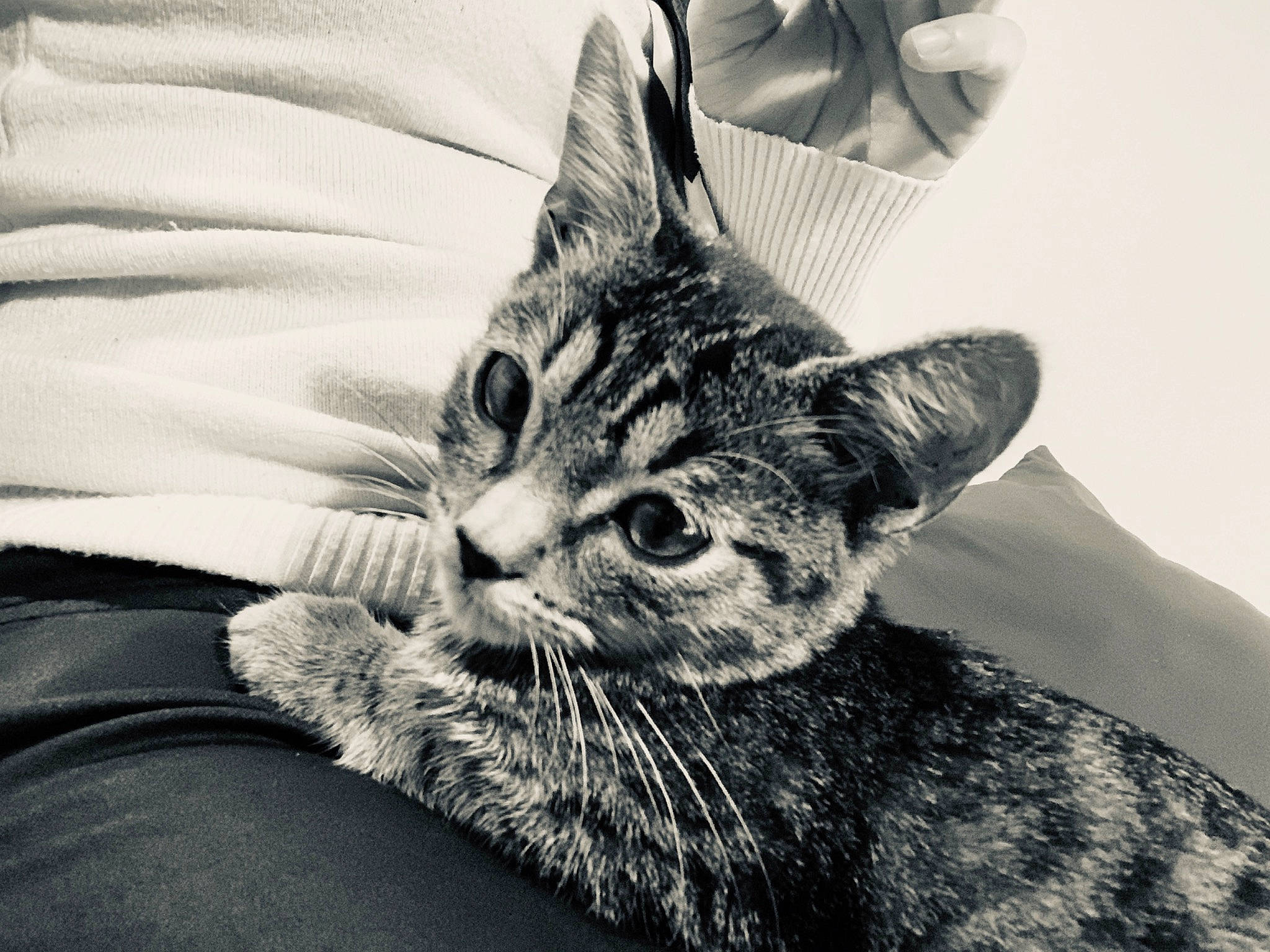 Rikar participe au concours pour gagner de l'argent avec cette photo : american_shorthair, asian, black_and_white, carnivore, cat, close_up, domestic_short_haired_cat, dragon_li, ear, european_shorthair, eye, felidae, fur, kitten, monochrome, monochrome_photography, small_to_medium_sized_cats, snout, tabby_cat, whiskers