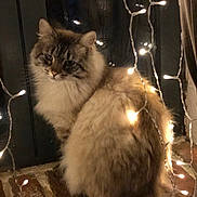 Nastia participe au concours pour gagner de l'argent avec cette photo : brick, cat, cozy, domestic_animal, fairy_lights, feline, fluffy, fur, glowy_lights, indoor, long_hair, looking_at_camera, night, pet, portrait, reflection, sitting, string_lights, whiskers, window