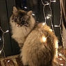 brick, cat, cozy, domestic_animal, fairy_lights, feline, fluffy, fur, glowy_lights, indoor, long_hair, looking_at_camera, night, pet, portrait, reflection, sitting, string_lights, whiskers, window