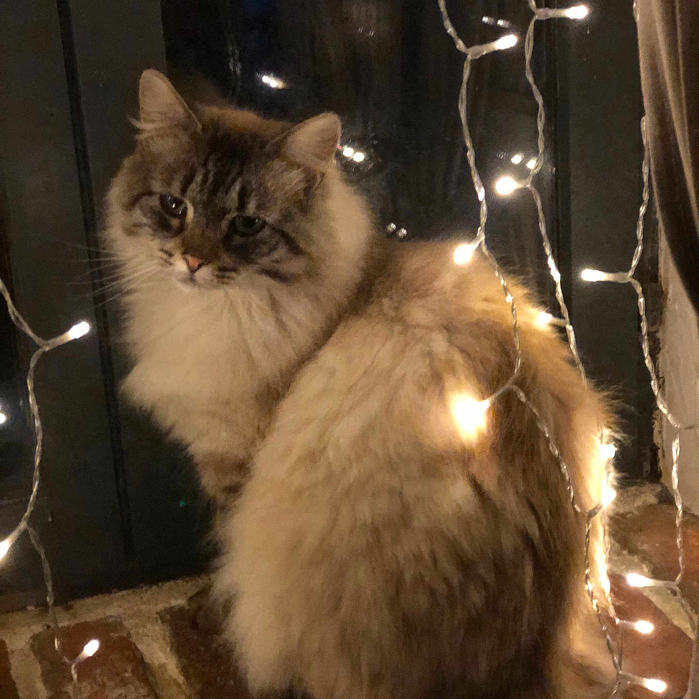 Nastia participe au concours pour gagner de l'argent avec cette photo : brick, cat, cozy, domestic_animal, fairy_lights, feline, fluffy, fur, glowy_lights, indoor, long_hair, looking_at_camera, night, pet, portrait, reflection, sitting, string_lights, whiskers, window