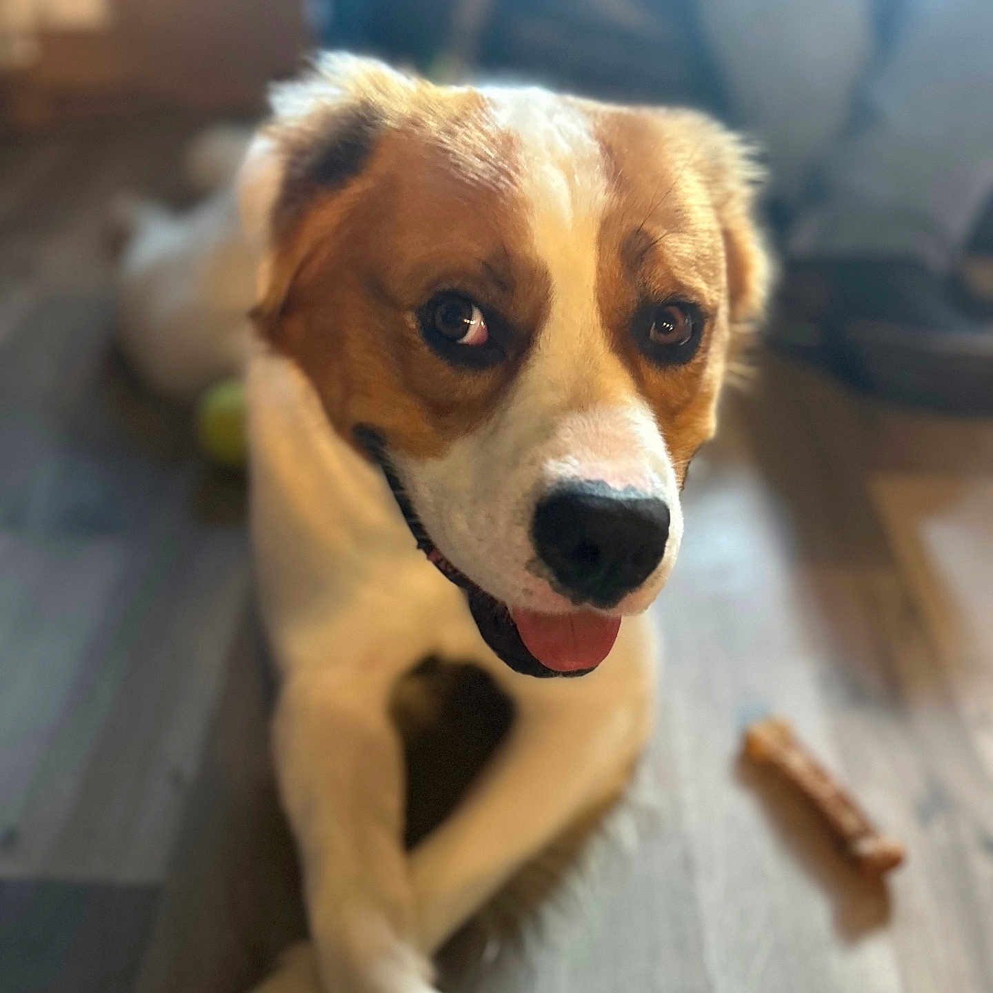 Bagel