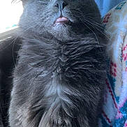 Smokey joined the competition — help win amazing prizes! cat, gray_cat, fluffy, sleeping, tongue_out, close_up, indoor, blanket, patterned_blanket, feline, pet, cute, whiskers, soft_fur, resting, cozy, domestic_animal, relaxed, animal, companion