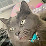 Smokey is registered to the contest to win money with this photo: cat, gray_cat, close_up, pet, collar, bell, indoor, blanket, patterned_blanket, window, curtains, fluffy, yellow_eyes, air_conditioner, home, feline, fur, resting, domestic_cat, cozy