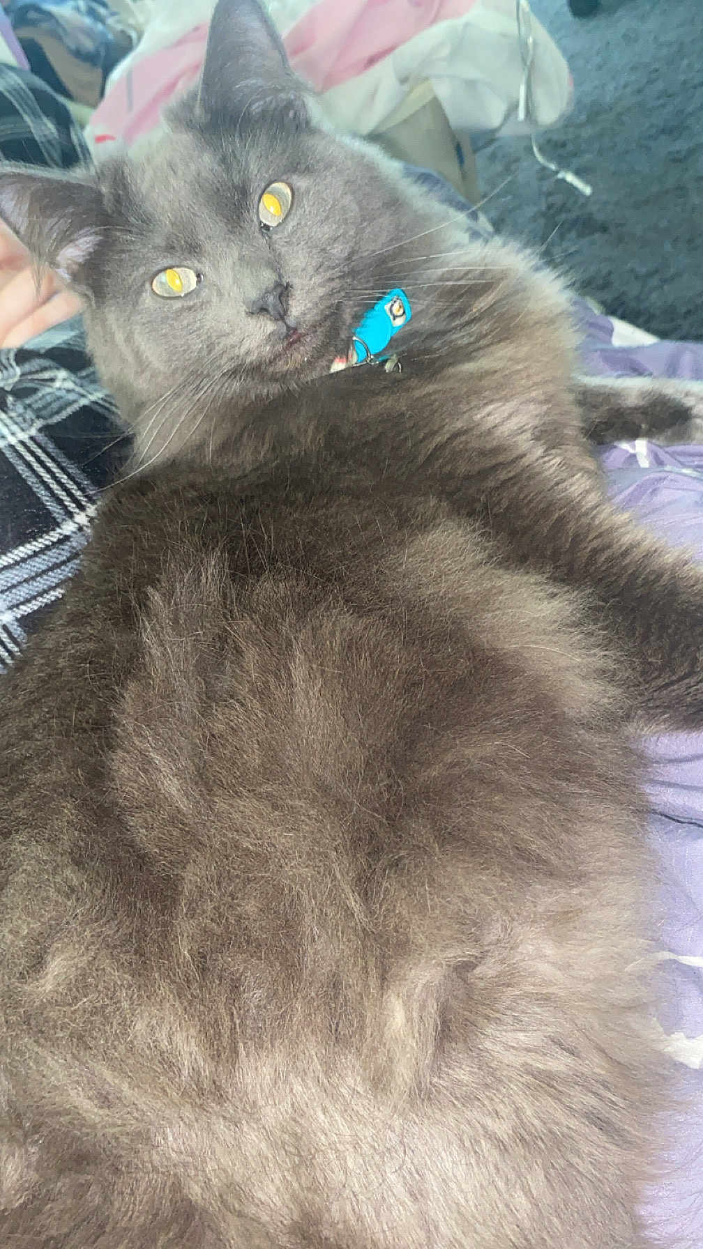 Smokey