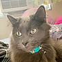 Smokey is registered to the contest to win money with this photo: cat, gray_cat, indoor, pet, fluffy, collar, curtain, window, air_conditioner, blanket, bed, furniture, soft_light, domestic_animal, closeup, animal_face, whiskers, ears, eyes, resting