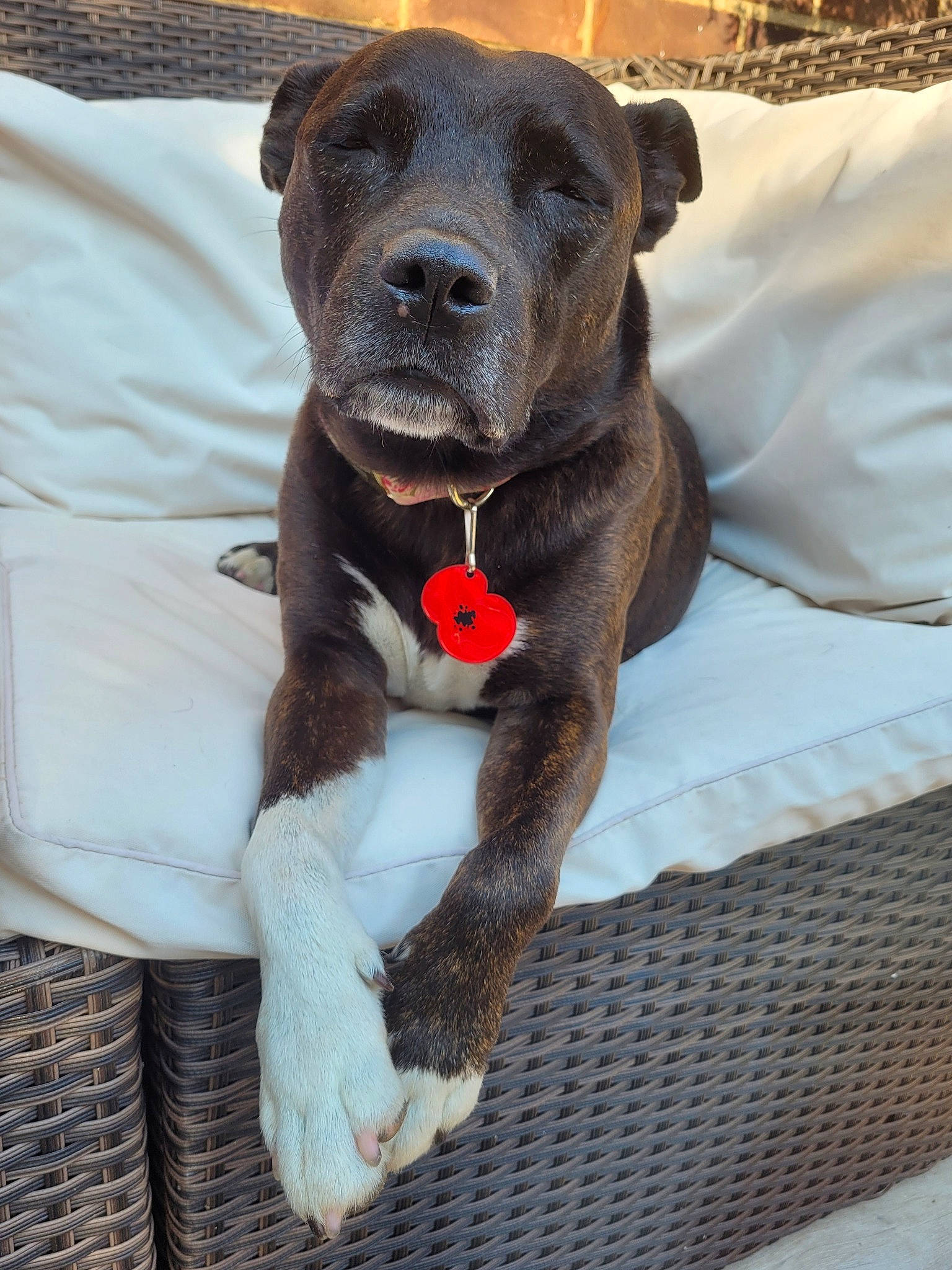 Keira is registered to the contest to win money with this photo: canidae, carnivore, collar, comfort, companion_dog, dog, dog_breed, dog_collar, dog_supply, fawn, fur, liver, non_sporting_group, pet_supply, snout, sporting_group, terrestrial_animal, working_animal, working_dog, wrinkle