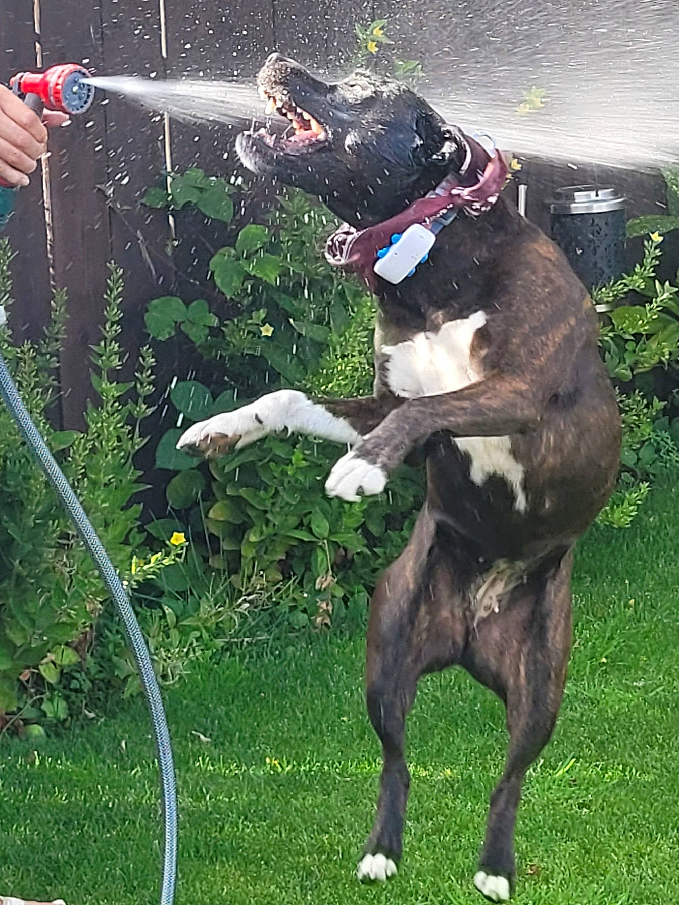 Keira joined the competition — help win amazing prizes! animal_sports, canidae, carnivore, collar, companion_dog, dog, dog_breed, dog_collar, dog_sports, fawn, formal_wear, fur, grass, hat, leash, plant, sporting_group, tail, working_animal, working_dog