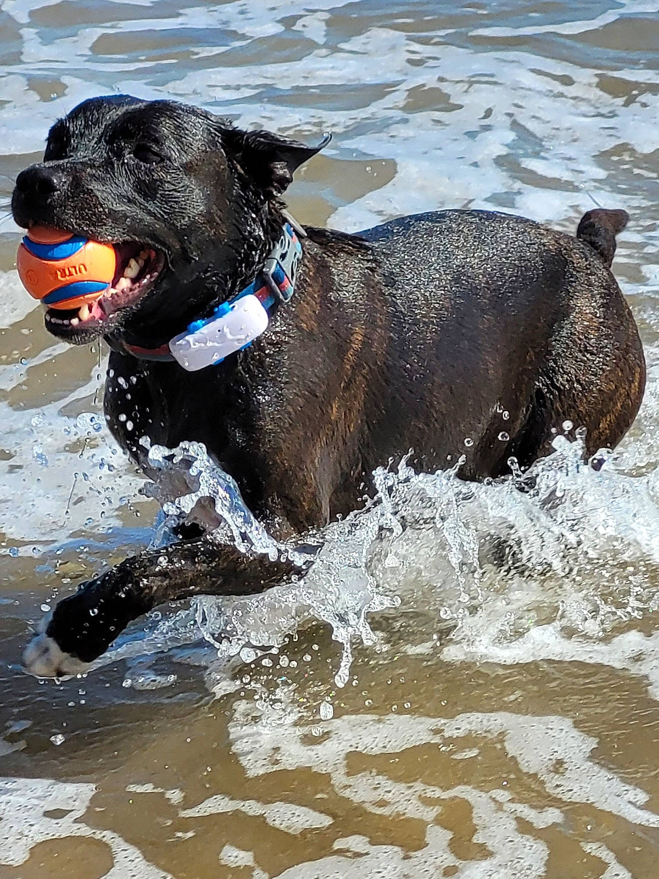 Keira joined the competition — help win amazing prizes! ball, canidae, carnivore, collar, companion_dog, dog, dog_breed, dog_collar, dog_supply, fawn, gun_dog, lake, leash, liquid, snout, sporting_group, tail, terrestrial_animal, water, working_animal