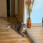 Taiko a rejoint le concours — aidez-le/la à gagner de superbes lots ! animal, brown, calm, cat, curious, decor, dried_grasses, feline, flooring, gray, home_interior, indoor, pet, quiet, relaxed, still_life, sunlight, tabby_cat, vase, wooden_floor