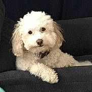 Sally is registered to the contest to win money with this photo: animal, canine, companion, couch, cozy, curly_fur, cute, dog, domestic_animal, friendly, fur, furniture, household, indoor, lying_down, paw, pet, portrait, relaxed, white_dog