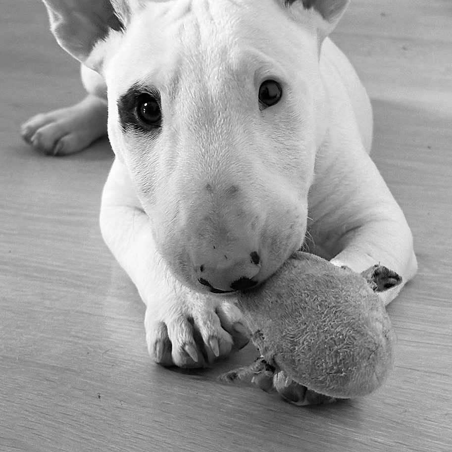 Aëlle participe au concours pour gagner de l'argent avec cette photo : animal, black_and_white, bull_terrier, chewing, close_up, cute, dog, domestic_animal, ears, fur, indoor, nose, paw, pet, playful, puppy, snout, toy, wooden_floor, young