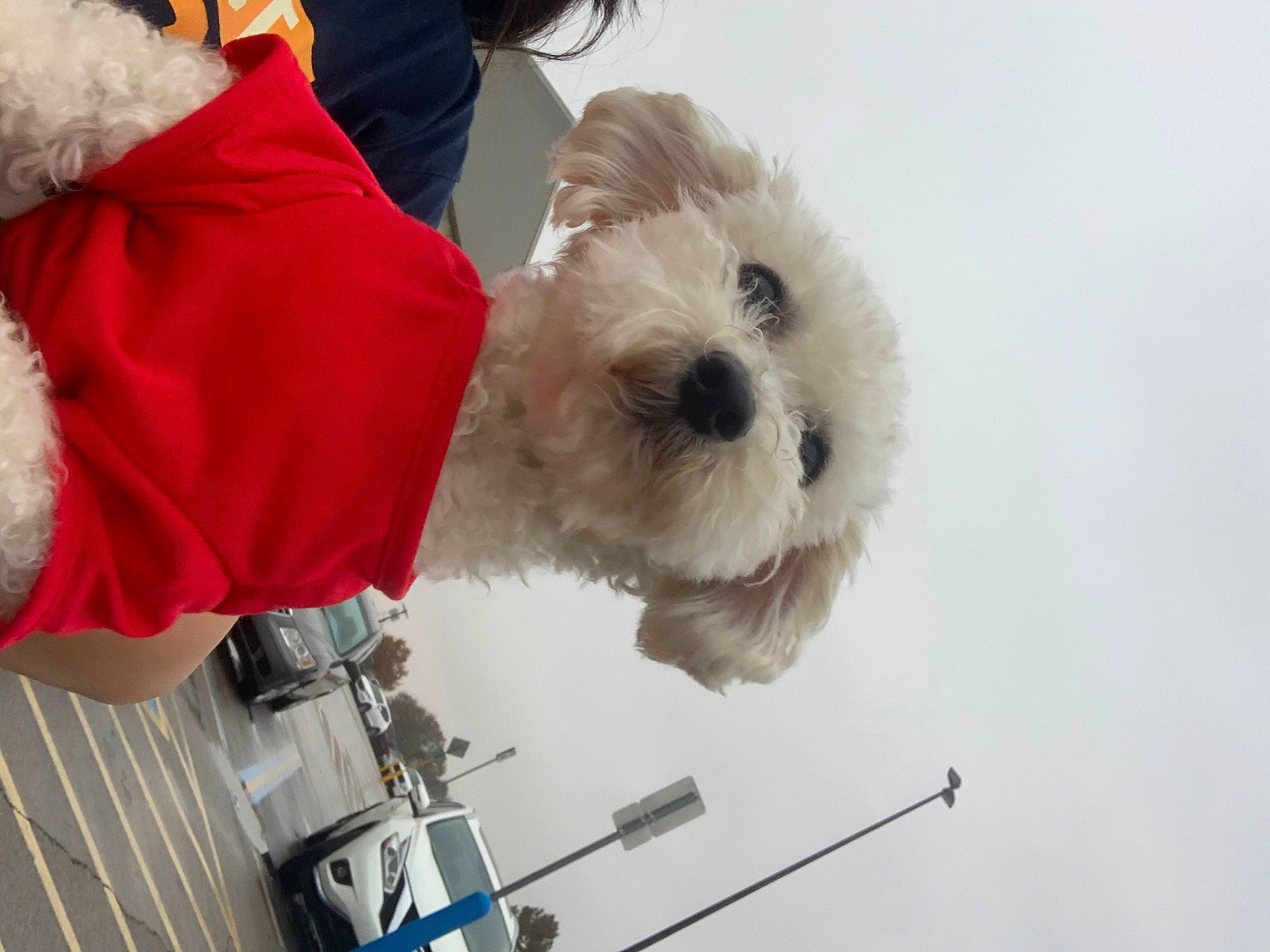 Astro is registered to the contest to win money with this photo: canidae, carnivore, companion_dog, dog, dog_breed, dog_clothes, dog_collar, dog_supply, fur, labradoodle, machine, poodle_crossbreed, puppy_love, small_terrier, snout, sporting_group, terrier, toy, toy_dog, toy_vehicle