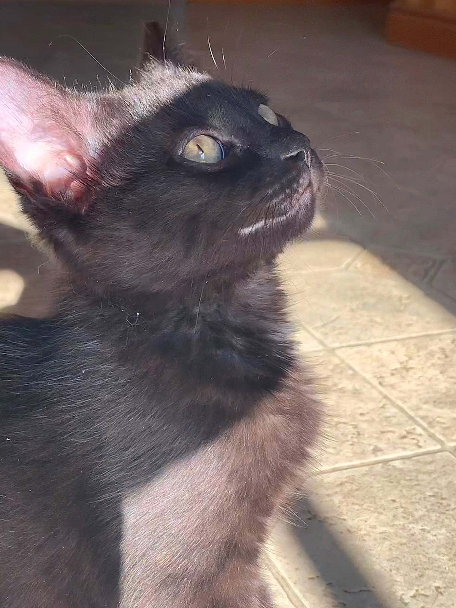 Kylo joined the competition — help win amazing prizes! black_cat, bombay, carnivore, cat, domestic_short_haired_cat, ear, eye, felidae, flooring, fur, grey, havana_brown, head, paw, small_to_medium_sized_cats, snout, terrestrial_animal, thai, tile_flooring, whiskers