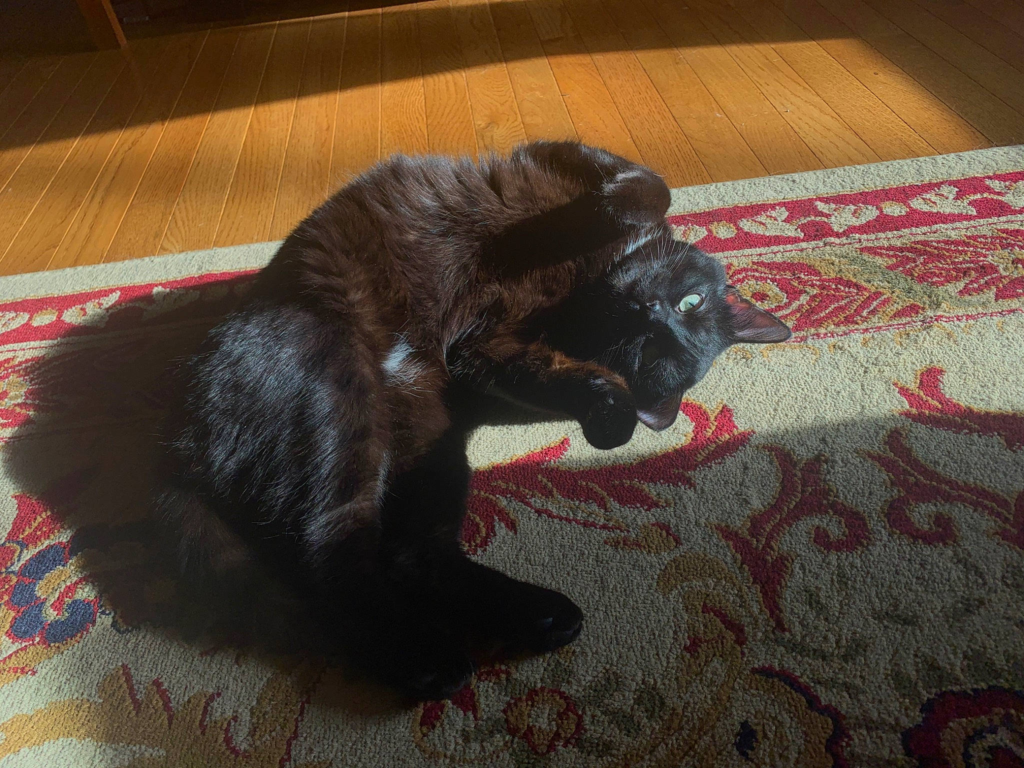 Kylo joined the competition — help win amazing prizes! black_cat, bombay, brown, carnivore, comfort, companion_dog, dog_breed, fawn, felidae, flooring, fur, hardwood, liver, small_to_medium_sized_cats, snout, sporting_group, tail, terrestrial_animal, whiskers, wood