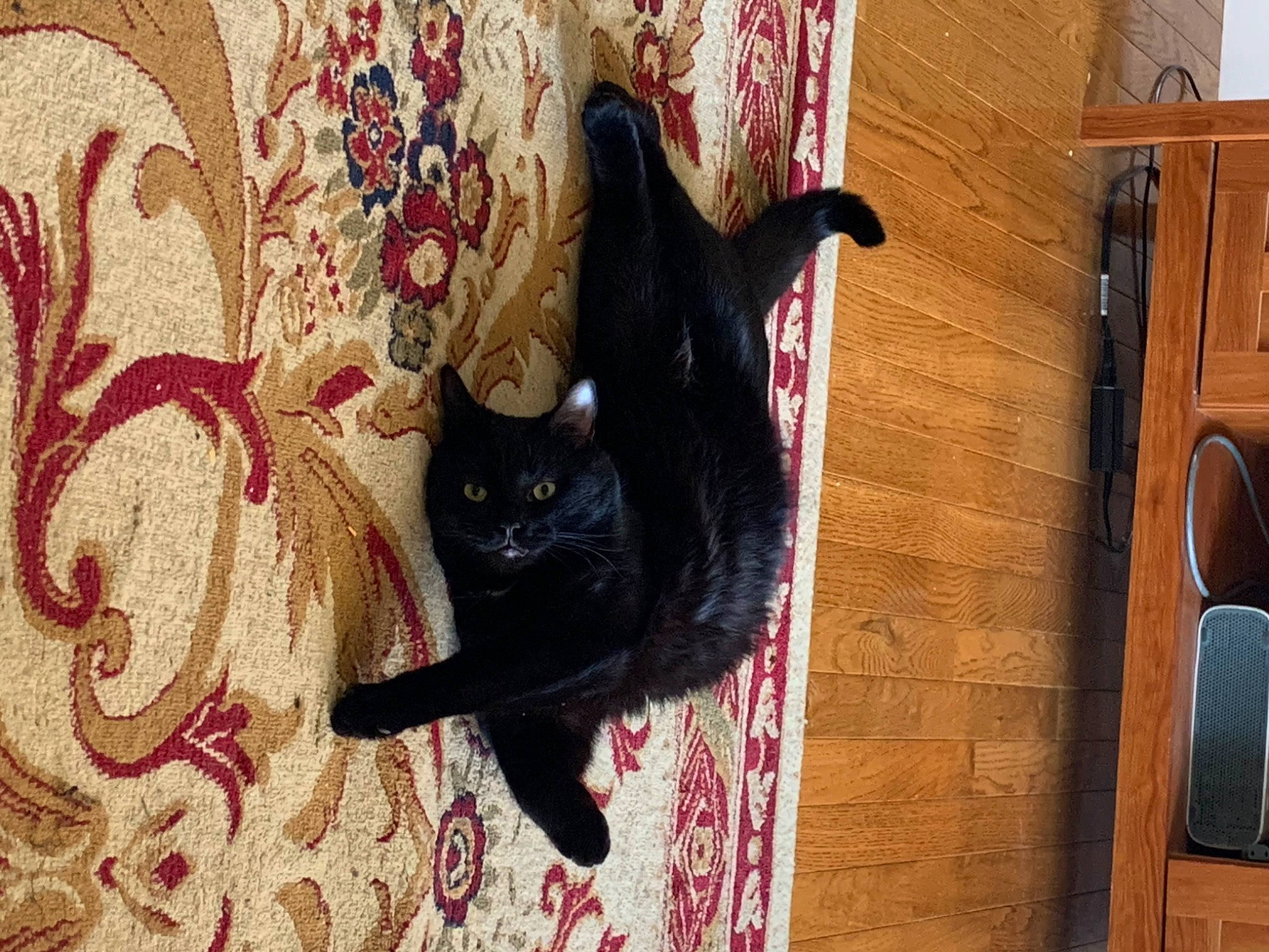 Kylo joined the competition — help win amazing prizes! black_cat, bombay, brown, carnivore, cat, domestic_short_haired_cat, felidae, floor, flooring, fur, grey, hardwood, pattern, room, small_to_medium_sized_cats, tableware, tail, whiskers, wood, wood_stain