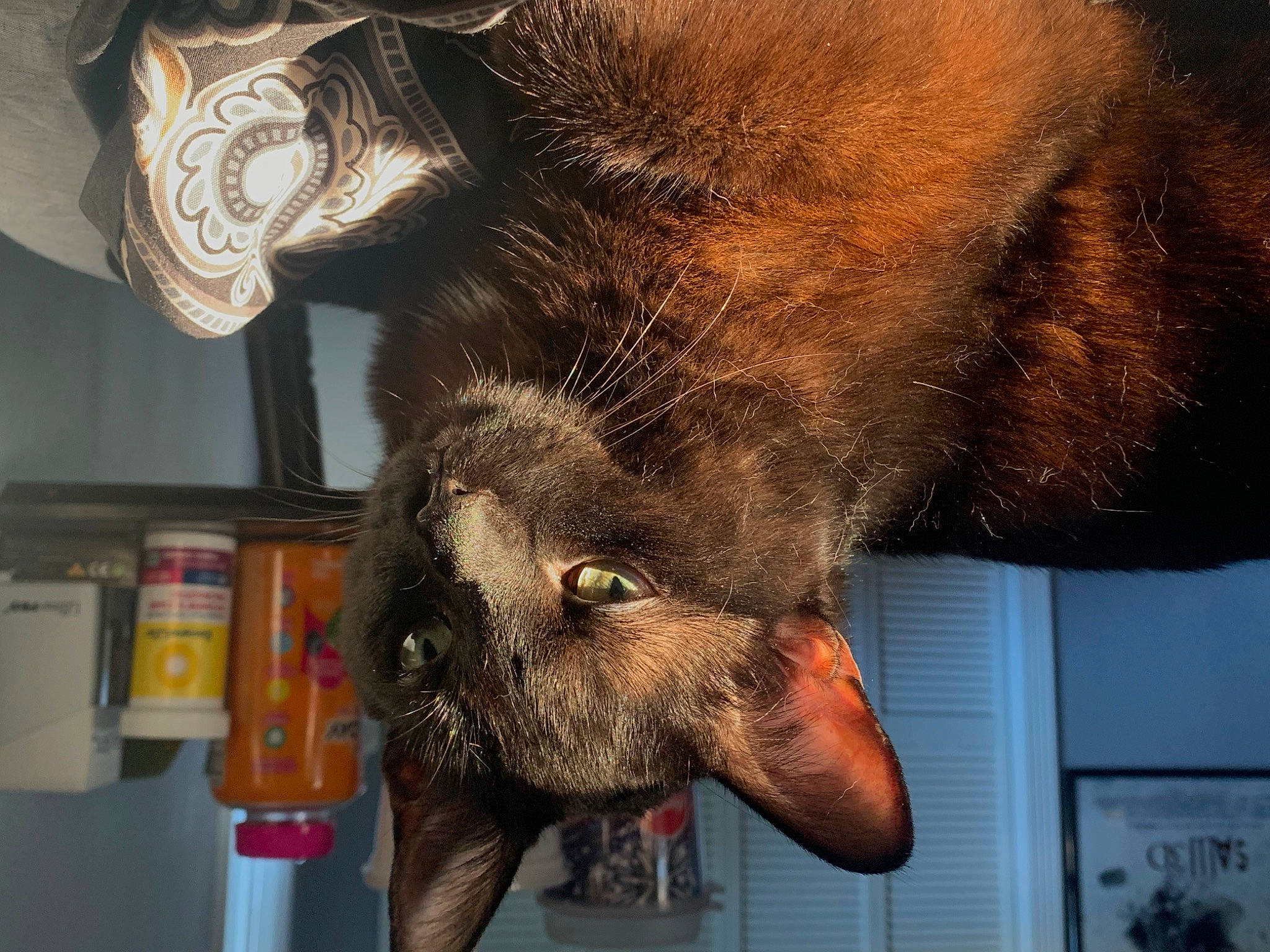 Kylo joined the competition — help win amazing prizes! canidae, carnivore, cat, claw, domestic_short_haired_cat, ear, fang, felidae, fur, jaw, natural_material, organism, paw, small_to_medium_sized_cats, snapshot, snout, tail, terrestrial_animal, visual_arts, whiskers