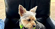 Dixie is registered to the contest to win money with this photo: dog, small_dog, leather_chair, black_chair, green_harness, outdoor, car, person, jeans, side_view, pet, animal, daylight, curious, sitting, fur, ears_up, backyard, residential_area, calm