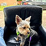 dog, small_dog, leather_chair, black_chair, green_harness, outdoor, car, person, jeans, side_view, pet, animal, daylight, curious, sitting, fur, ears_up, backyard, residential_area, calm