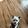 Dixie joined the competition — help win amazing prizes! dog, small_dog, bandana, wooden_floor, indoor, looking_up, pet, cute, playful, jeans, shoe, paws, brown_floor, happy, fur, ears, friendly, companion, animal, domestic