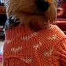 Dixie joined the competition — help win amazing prizes! dog, small_dog, sweater, orange_sweater, knitwear, pet, indoor, furniture, blurred_background, cute, animal, portrait, close_up, fur, ears, paw, looking_away, cozy, warm_clothing, companion