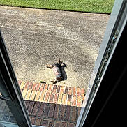 Dixie is registered to the contest to win money with this photo: dog, sunlight, porch, concrete, brick, grass, outdoor, pet, animal, resting, small_dog, shadow, door_frame, home, daytime, relaxing, canine, backyard, nature, summer