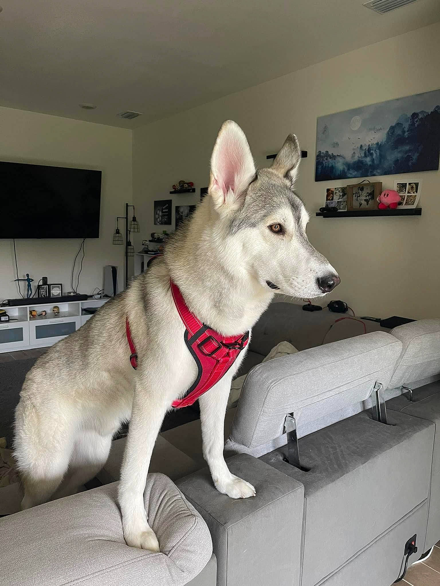 Daemon joined the competition — help win amazing prizes! art, canidae, carnivore, collar, comfort, companion_dog, couch, dog, dog_breed, flooring, grey, non_sporting_group, picture_frame, rectangle, snout, sporting_group, studio_couch, tail, whiskers, working_animal