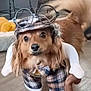 Boomer is registered to the contest to win money with this photo: adorable, animal, brown_dog, costume, cute, dog, dressed_up, floor, funny, furniture, glasses, hat, home, indoor, pet, pet_bed, pipe, plaid, tail, wooden_floor