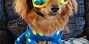 Boomer is registered to the contest to win money with this photo: accessory, animal, blue_outfit, brown_dog, companion, cozy, cushion, cute, dog, fashion, funny_dog, furniture, indoor, patterned, pet_clothing, portrait, sitting, small_dog, sunglasses, yellow_polka_dots